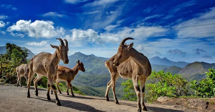 Corporate Trio Reset · Recharge · Reconnect – Kerala | Munnar | Thekkady | Alappuzha |