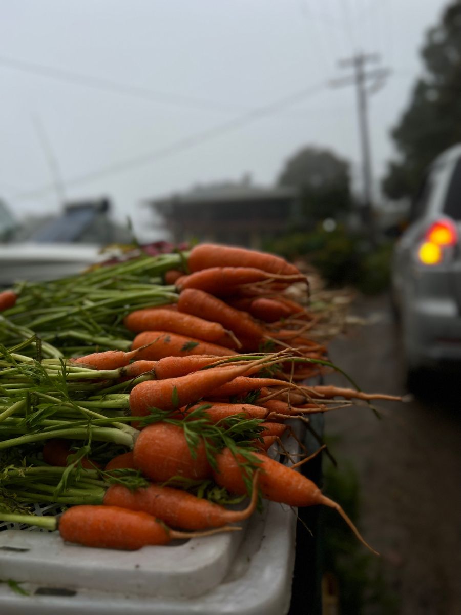 Kerala Honeymoon -When Romance Meets Nature Kochi-Munnar-Thekkady-Alappuzha-Varkala-